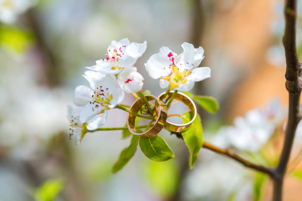 istock Wedding rings closeup with cherry flowers 687438070