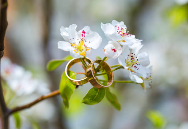 istock Wedding rings closeup with cherry flowers 687438072