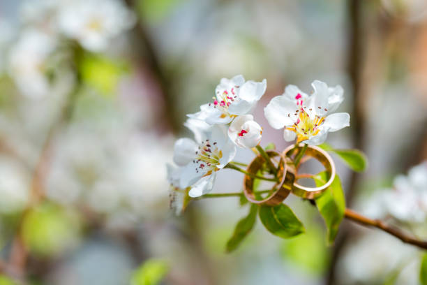 istock Wedding rings closeup with cherry flowers 687438086