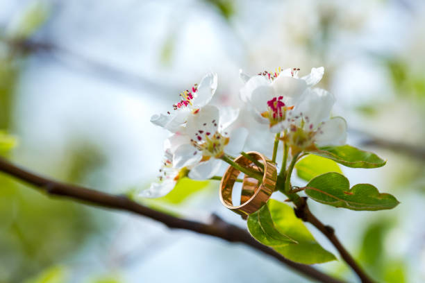 istock Wedding rings closeup with cherry flowers 687438100