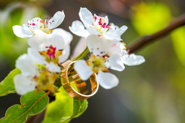 istock Wedding rings closeup with cherry flowers 687438112