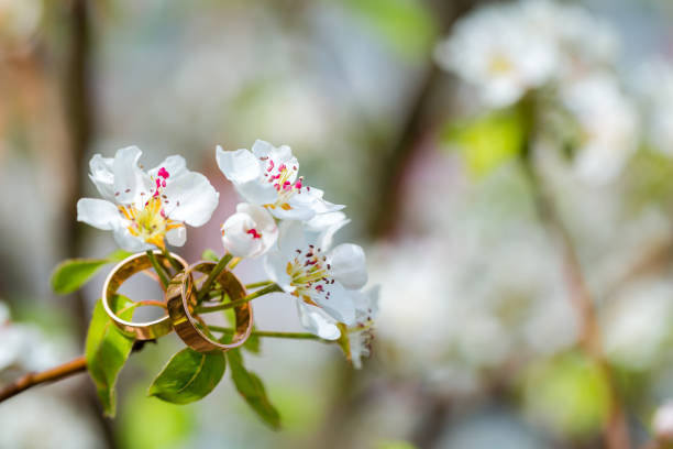 istock Wedding rings closeup with cherry flowers 687438116