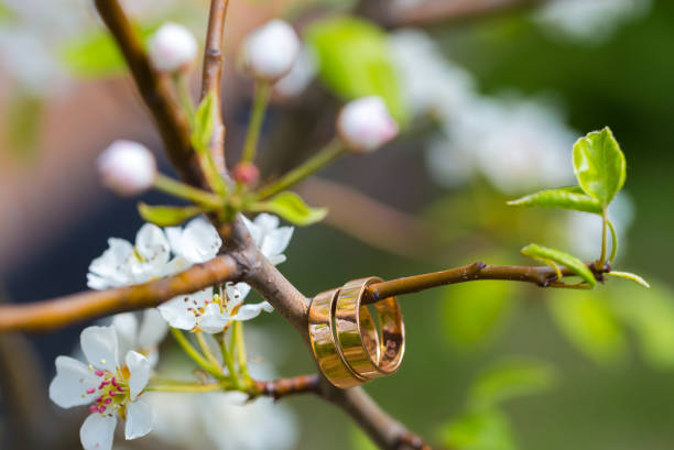 istock Wedding rings closeup with cherry flowers 687438126