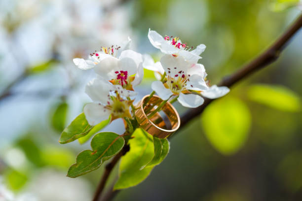 istock Wedding rings closeup with cherry flowers 687438128