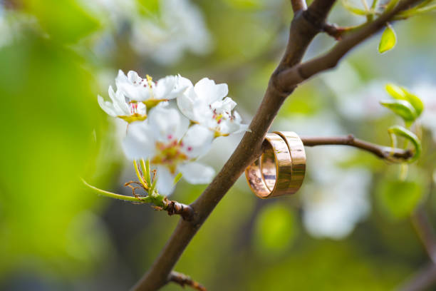 istock Wedding rings closeup with cherry flowers 687438136