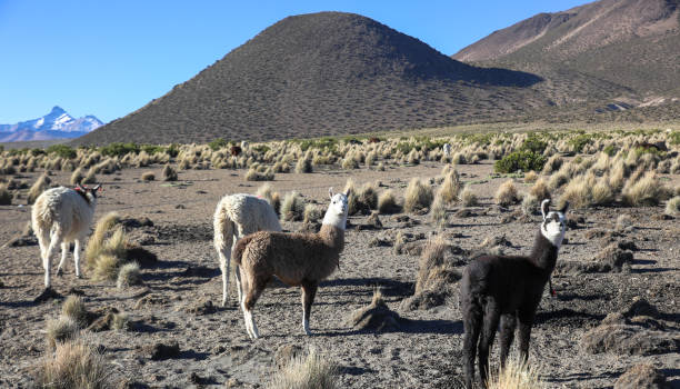istock The Andean landscape with herd of llamas 687441792