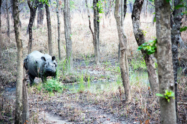 istock Wild rhino crossing the safari path 687442676
