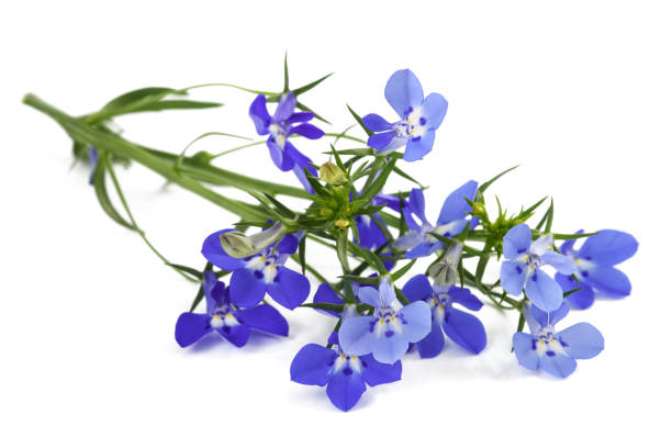 blue lobelia flowers blue lobelia flowers isolated on white background. lobelias stock pictures, royalty-free photos & images