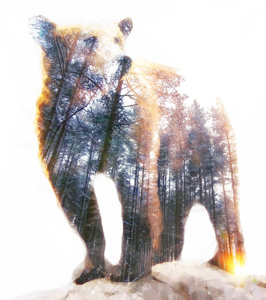 double exposure: björn och tallskog - animal double exposure bildbanksfoton och bilder
