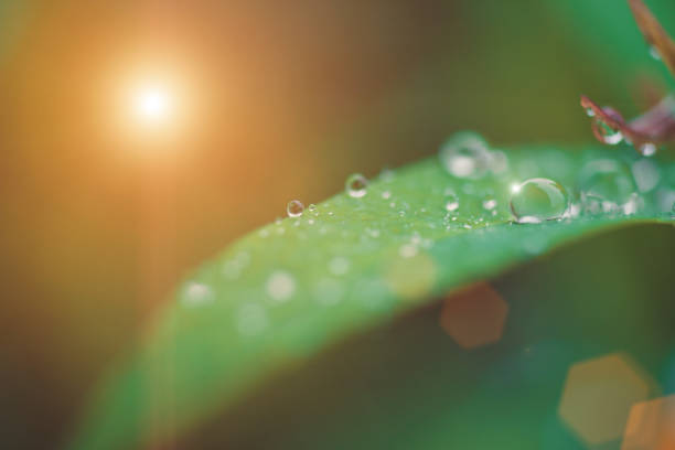 istock Fresh green leaves with raining on morning sun. 687449606