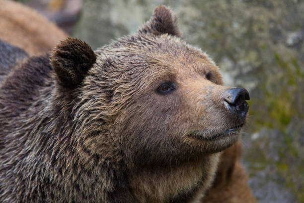 istock side view portrait of natural brown bear 687456034