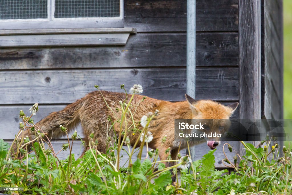 hungry red fox (vulpes vulpes) standing before henhouse hungry red fox (vulpes vulpes) standing before henhouse showing tongue Chicken Coop Stock Photo
