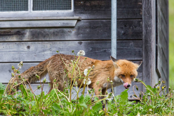 hungry red fox (vulpes vulpes) standing before henhouse hungry red fox (vulpes vulpes) standing before henhouse showing tongue chicken coop stock pictures, royalty-free photos & images