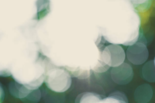 istock Image blurred of lighting sun and green leaves on the tree. 687460768