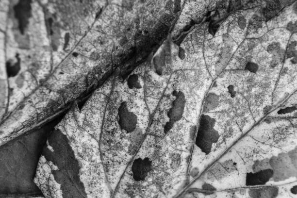 istock Black and white image style of leaves background . 687461088