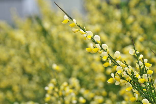 Flower of the Cytisus
