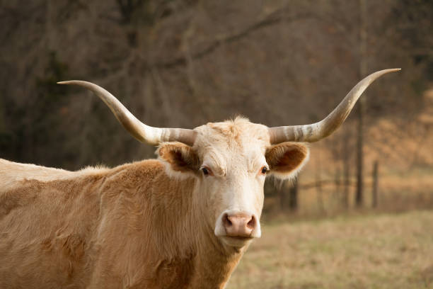 istock Headshot of a Texas Longhorn 687472952