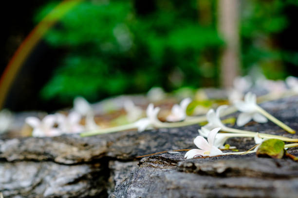 istock ndian cork flowers on the stone texture. 687473070