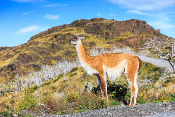 istock Torres Del Paine National Park, Chile. 687479794