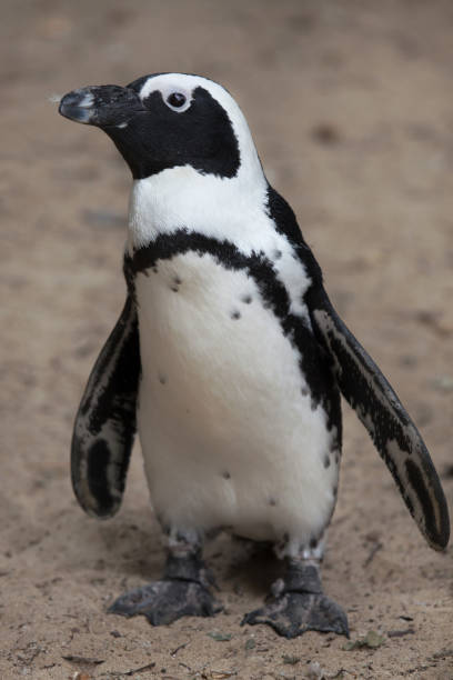 pinguino africano (spheniscus demersus) - sphenisciformes foto e immagini stock