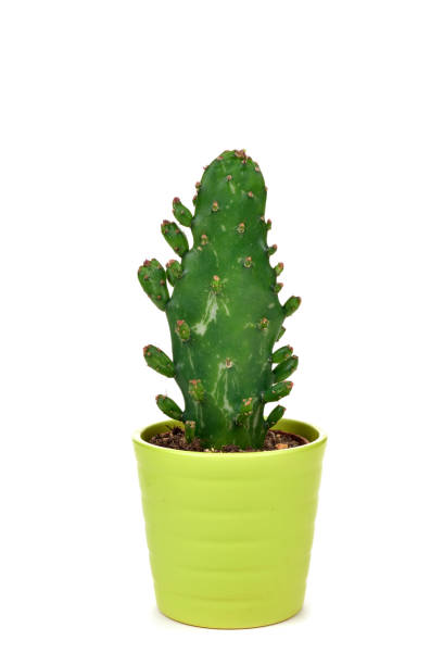 istock cactus in a green plant pot 687482860