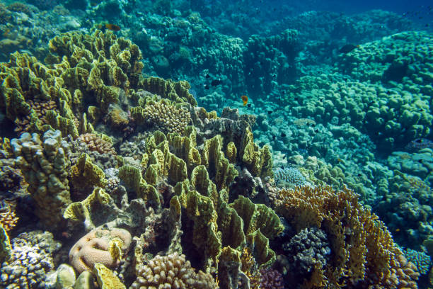 istock Bright multicolor coral reef of Red Sea 687487306