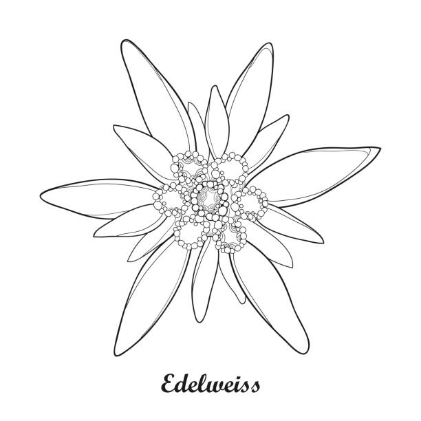 illustrazioni stock, clip art, cartoni animati e icone di tendenza di illustrazione vettoriale con contorno edelweiss isolato su sfondo bianco. - stella alpina