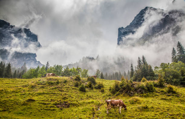 vacas que pastam no cenário alpino da montanha com os picos de montanha cobertos na névoa mística no verão, rosenlaui, berner oberland, switzerland - interlaken mountain meadow switzerland - fotografias e filmes do acervo