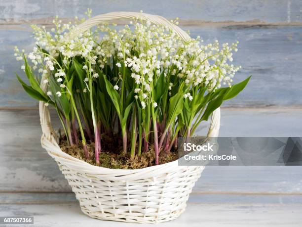 Lilies In A White Wicker Basket Fresh Spring Flowers As A Gift Stock Photo - Download Image Now