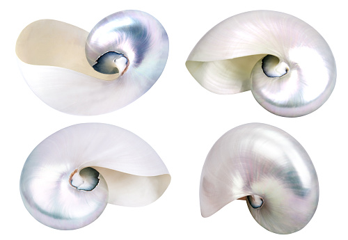 four big seashells isolated on white background