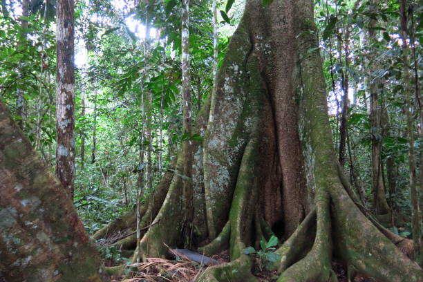 Trunk of a majestic ceiba. Amazon forest in the Madidi National Park, Bolivia