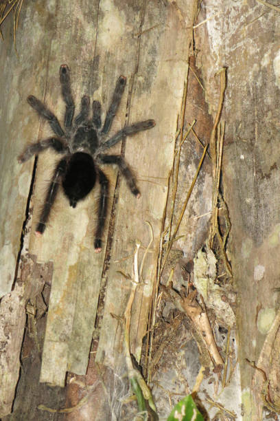 istock Furry tarantula alfresco walking along the tree trunk. 687527950