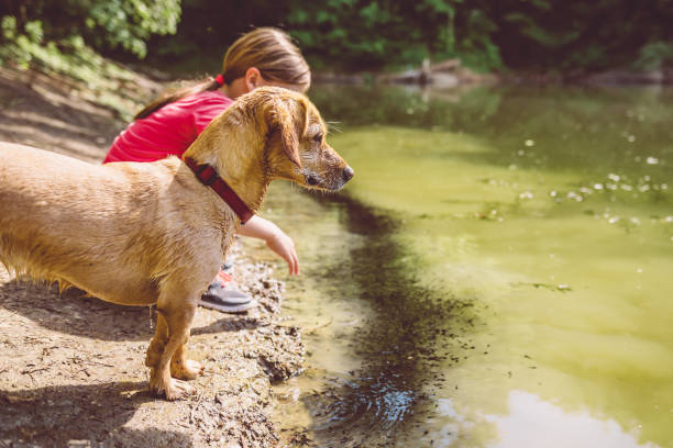 istock Wet dog by the lake 687533764