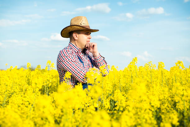 istock Agronomist or farmer examine blooming canola field 687533918