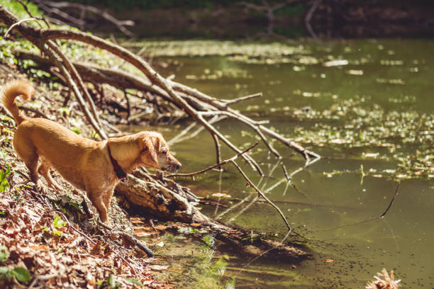 istock Wet dog by the lake 687534182