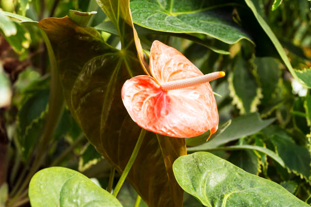 istock Anthurium or flamingo flower 687534206