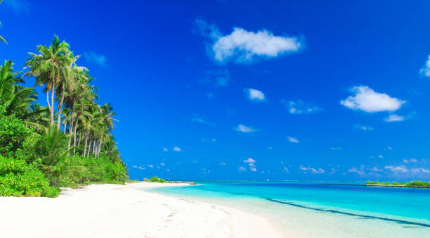 istock tropical beach in Maldives 687534254