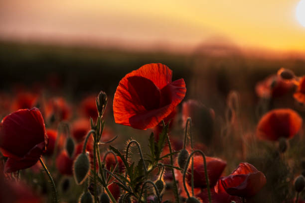istock Field of red poppies 687534874