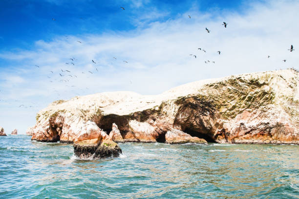 istock Birds in Ballestas Island (Paracas/Pisco, Peru) 687535202