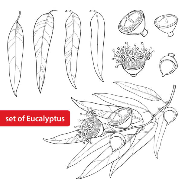 Vector set with outline Eucalyptus globulus or Tasmanian blue gum, fruit, flower and leaves isolated. Vector set with outline Eucalyptus globulus or Tasmanian blue gum, fruit, flower and leaves isolated on white background. Contour Eucalyptus branch for cosmetic, herbs, medical design, coloring book. tasmanian stock illustrations