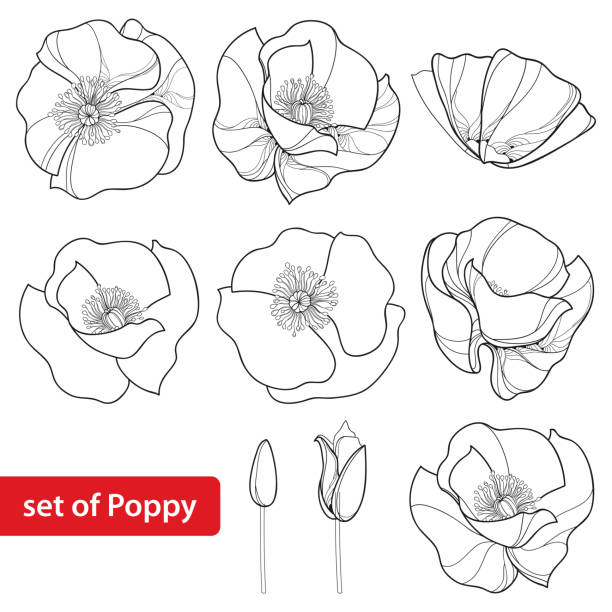 ilustrações de stock, clip art, desenhos animados e ícones de set with outline poppies, bud and open flowers isolated on white background. - poppy flower petal stamen