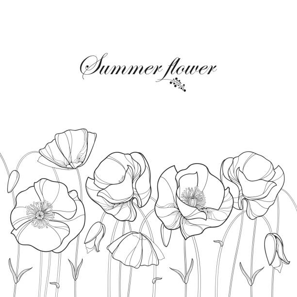 개요 양 귀 비 꽃과 새싹 흰색 배경에 고립 된 가로 테두리입니다. - poppy field remembrance day flower stock illustrations