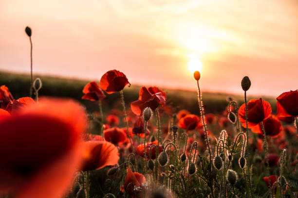 istock Meadow of red poppy 687540620