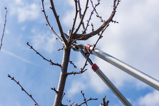 istock Closeup of spring pruning of fruit trees. 687540840