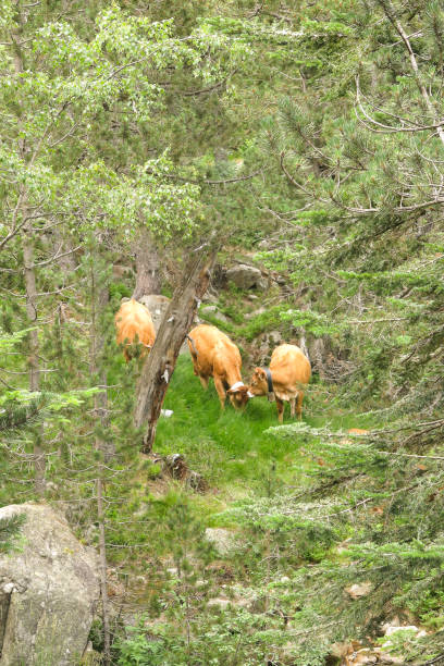 istock A herd of cows grazing in the Catalan Pyrenees 687541922