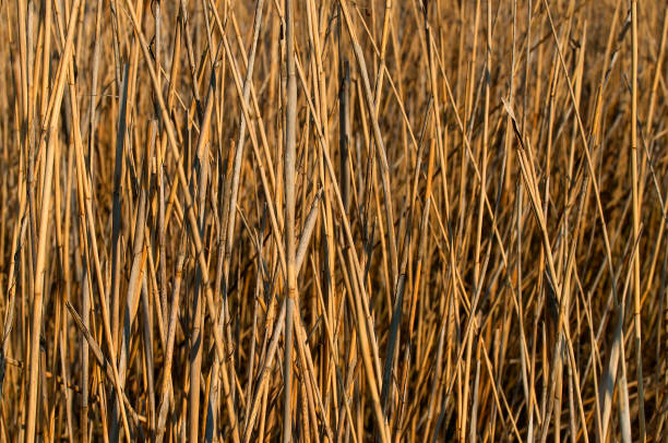 istock Background texture of a slender dried cane in light brown 687550114
