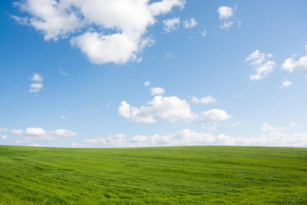 istock Green grassland and summer sky 687554422