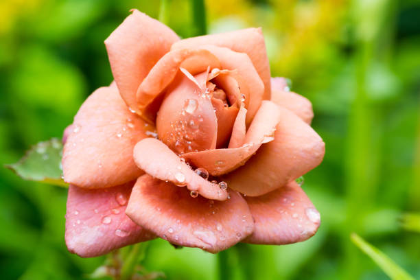 Rose flower wet in the rain