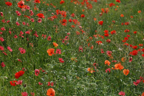 istock Red poppy in Spain 687558900