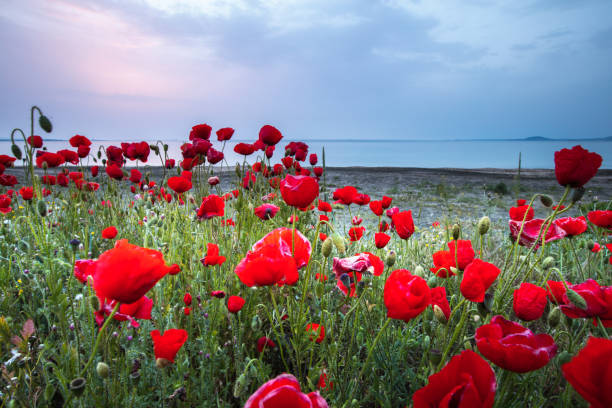 istock Red flowers by the seaside 687565648